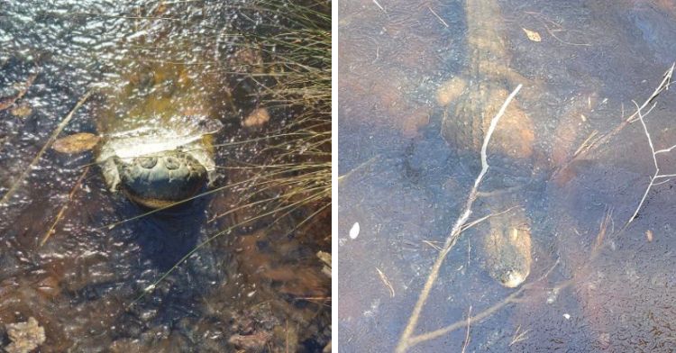 Frozen alligators in a North Carolina swamp go into a state of dormancy to withstand freezing temperatures and frozen ponds.