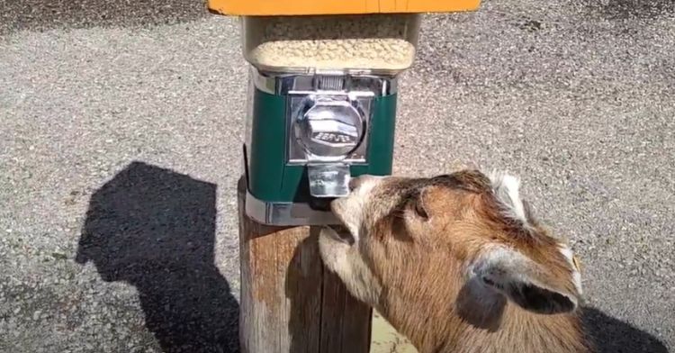 One genius goat at Yellowstone Bear World petting zoo has learned how to use the vending machine to dispense treats.