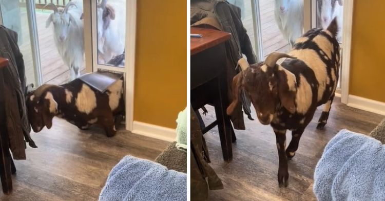 When a persistent goat squeezes through the cat door, he has free run of the kitchen.