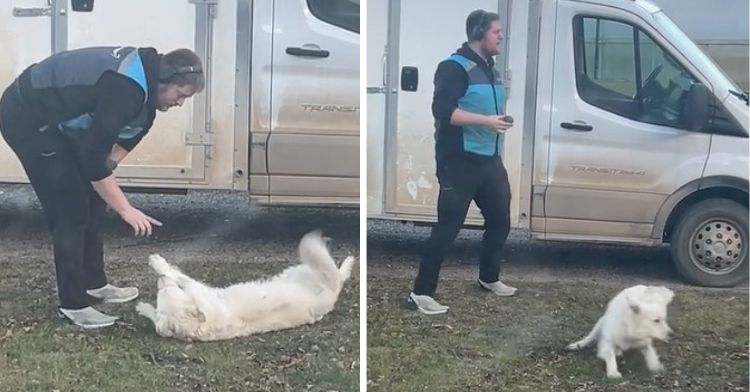 Golden Retriever playing fetch with an Amazon delivery driver.