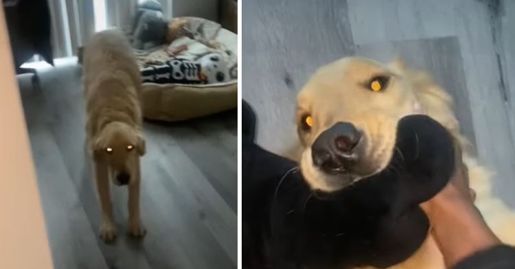 Golden Retriever Dog Attack