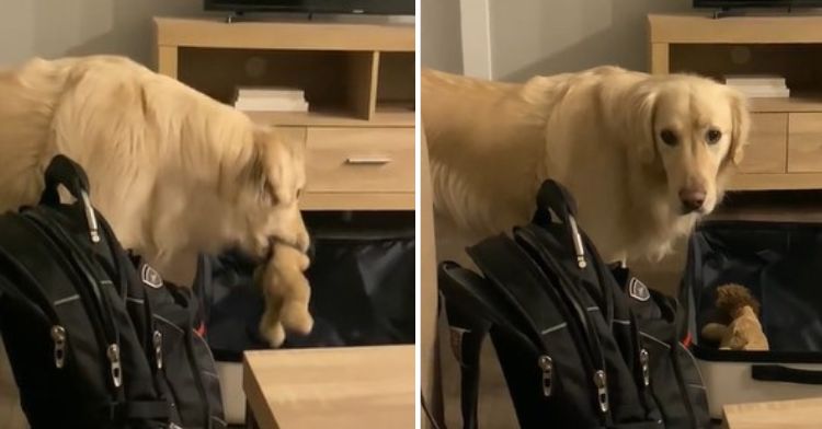 A golden Retriever helps his mom by packing his own toys in her suitcase.