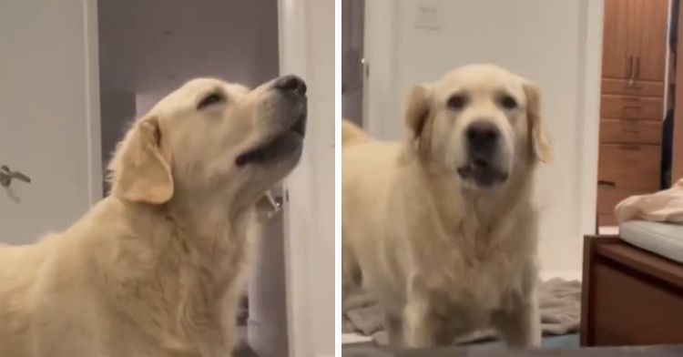 Golden Retriever having a tantrum because his mom is washing his blankets.