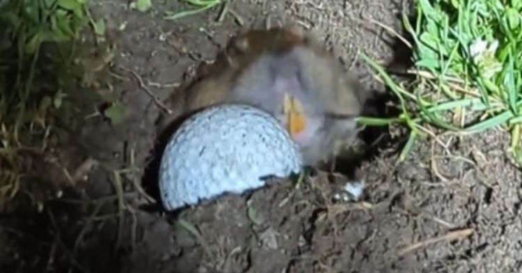 Gopher pushing a golf ball out of its hole.