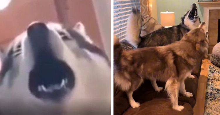 Huskies singing for their supper.