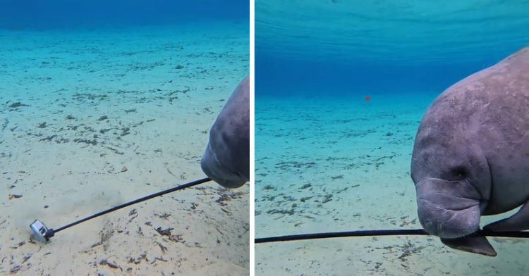 A playful manatee steals a diver's GoPro camera.