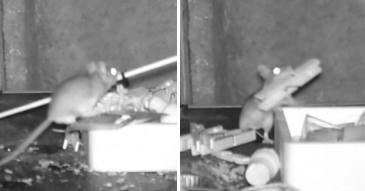 A mouse was caught on night vision camera tidying up a man's shed each night.