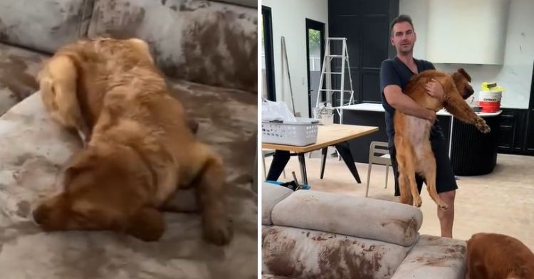 Muddy golden retriever rubbing in the mud on a cream-colored sofa. Right image is her dad carrying her off to a bath.