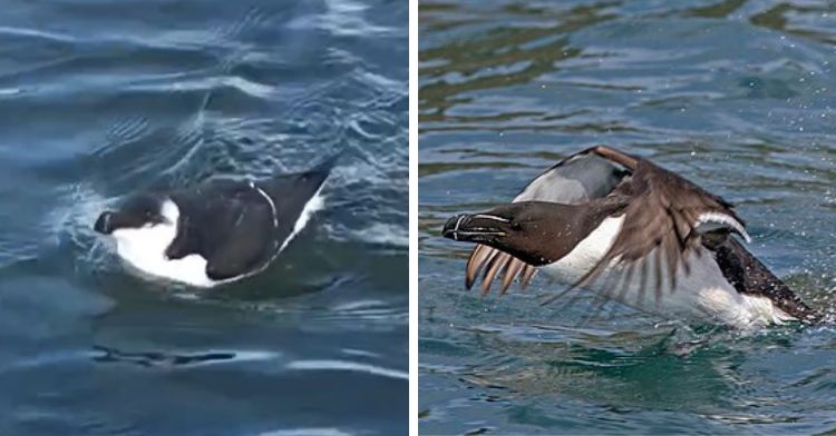A penguin spotted in Boston Harbor turned out to be a razorbill and not a penguin.