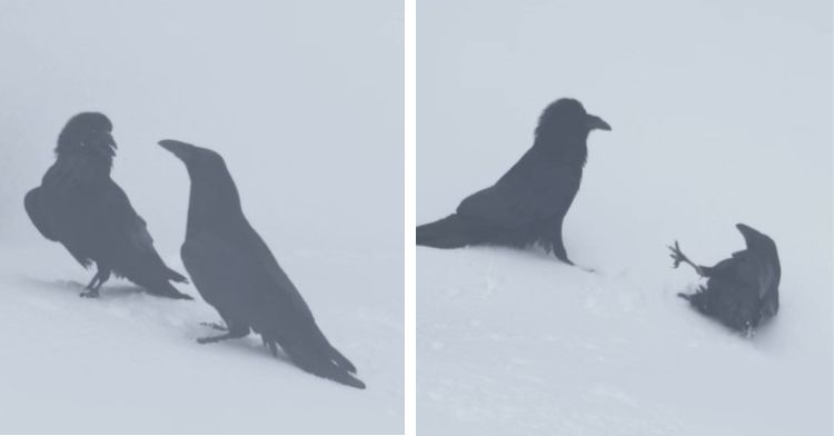 Ravens playing in the snow sliding down a slight hill.