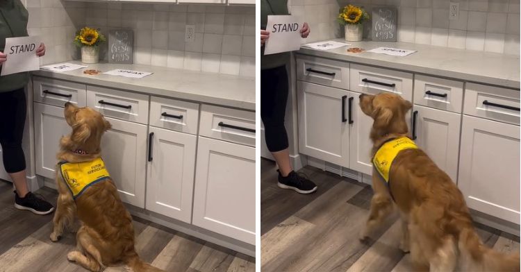 Golden retriever service dog learning to read.
