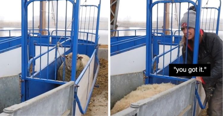 A sheep farmer has to urge a large sheep through the transit chutes.