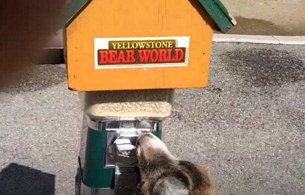 Genius goat turns knob on vending machine when guests insert a coin.