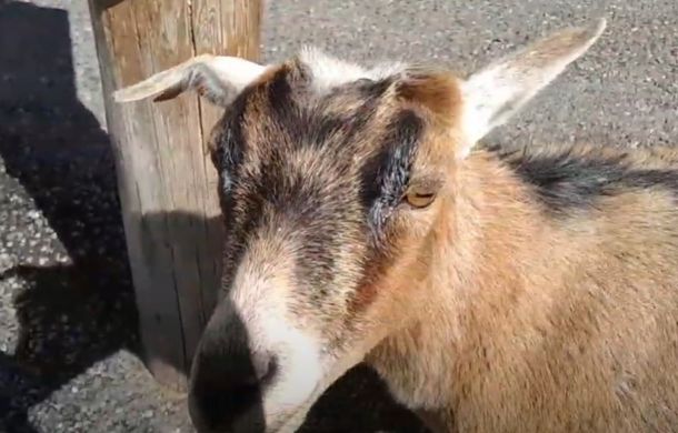 Turning, the genius goat waits patiently for guests to insert another coin into the treat dispenser.