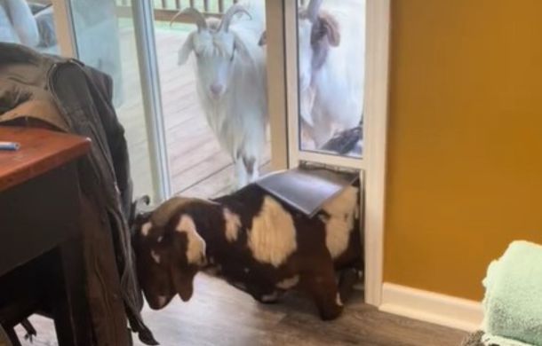 Brown and white full-sized goat squeezing through a cat door.