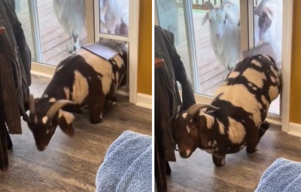 This is how a rather hefty little goat squeezed through a teeny-tiny cat door.