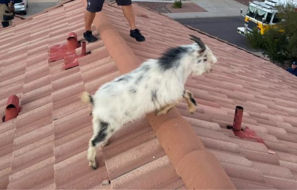 Goat prancing across a roof.