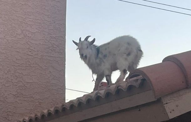 A goat stuck on a roof. Don't worry, he was rescued by firefighters.