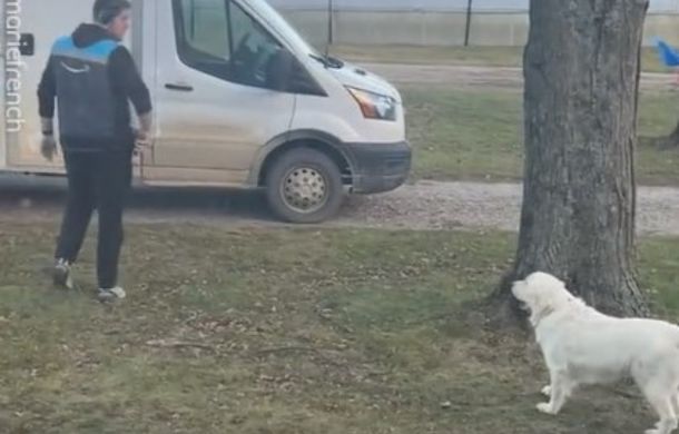 Amazon driver realizes he is being followed by a golden retriever dog.