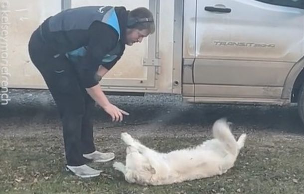 Golden retrievers love all the pets and frequently roll over to get the full belly treatment.