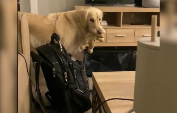 golden retriever holding a teddy bear in his mouth over a suitcase