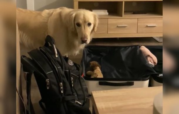 golden retriever standing over a suitcase with a teddy bear inside