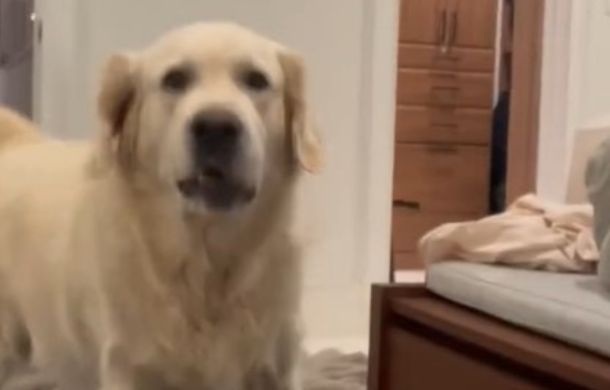 Unhappy toddler-dog barks at his mom for having the audacity to wash his blankets.