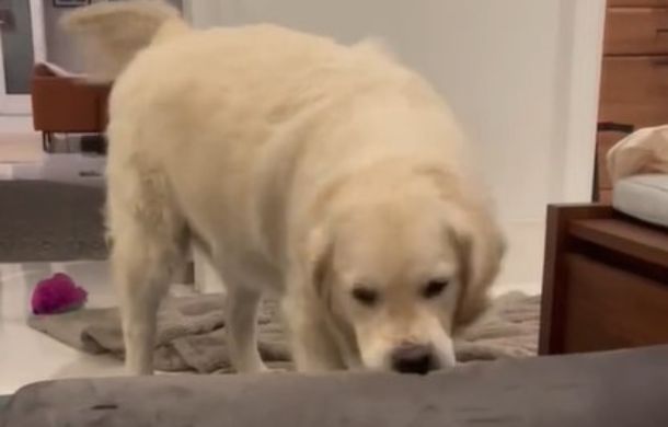 Golden retriever having a tantrum paws and nips at his dog bed looking for his missing blankets.
