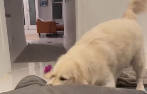 Moving the entire dog bed during a toddler-like meltdown.