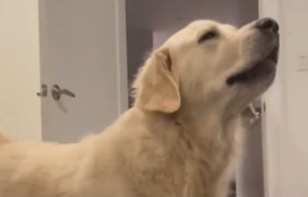 Golden retriever having a tantrum whines about the travesty of laundry day.