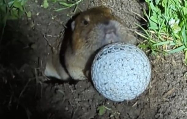 A gopher pushes a golf ball out of its hole.