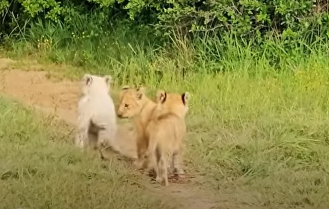 Three lion cubs out looking for mischief.