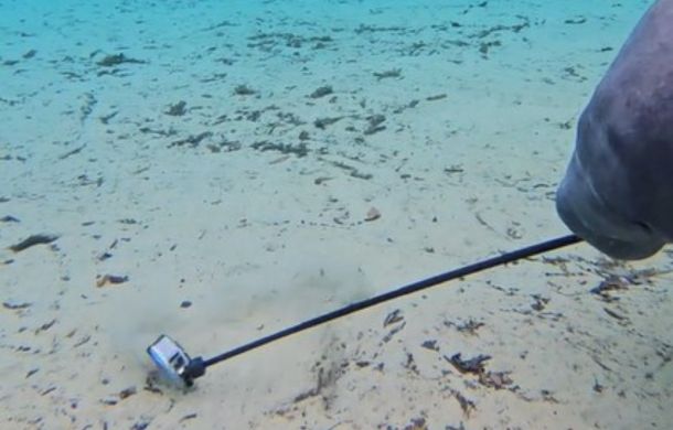 Manatee grasping a GoPro selfie stick.