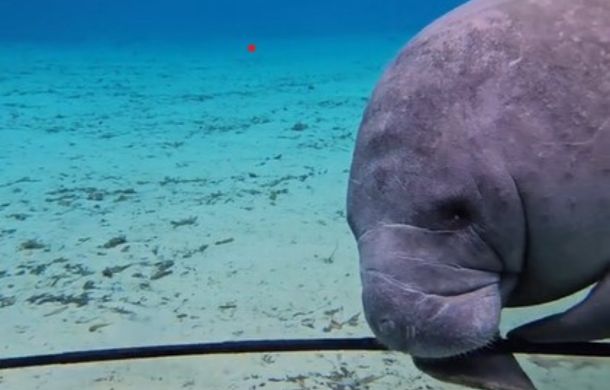 Sea cow attempting to position a GoPro selfie stick.