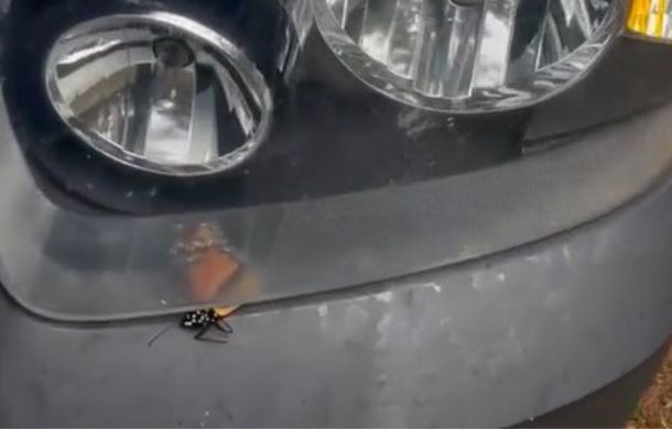 A travel vlogger noticed a monarch butterfly trapped under the headlight of her car.