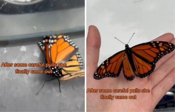 Finding an injured monarch butterfly, a travel vlogger carefully nursed it back to health.