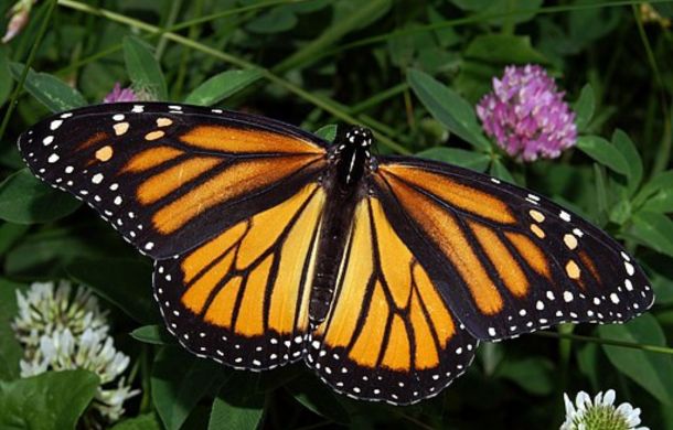 The distinctive coloration of monarch butterflies makes them one of the most recognizable butterflies.
