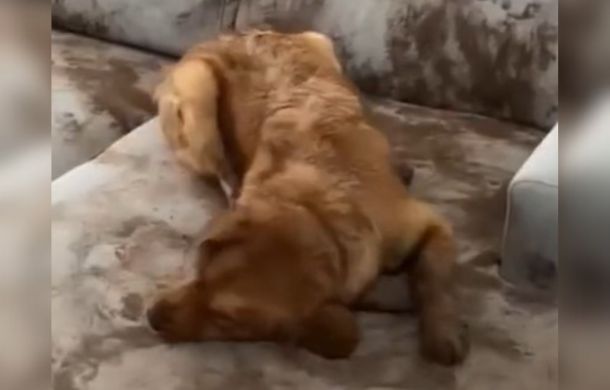 Muddy golden retriever rubbing mud into a couch.