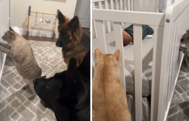 Animals checking out the new baby, peering into the crib at the sleeping infant.