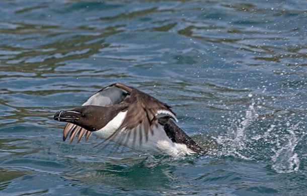 Image shows a razorbill diving for fish.