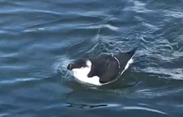 Image shows a razorbill swimming off the Cape Hatteras coast during winter migration.