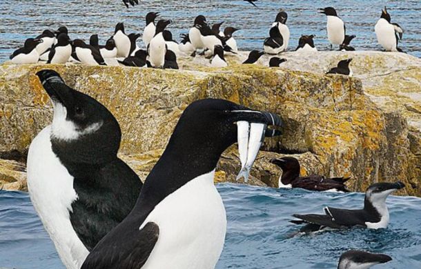Image shows a non-breeding adult razorbill (left) next to a breeding adult (right). The birds, when swimming, might be confused with penguins.