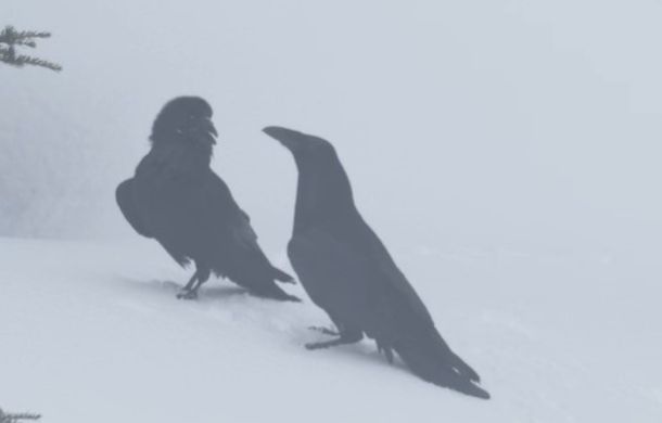 Ravens playing in the snow.
