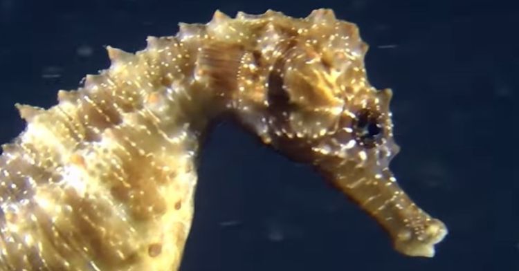 Image shows a pregnant male seahorse swimming.