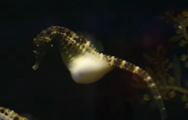Image shows a pregnant male seahorse preparing to give birth.