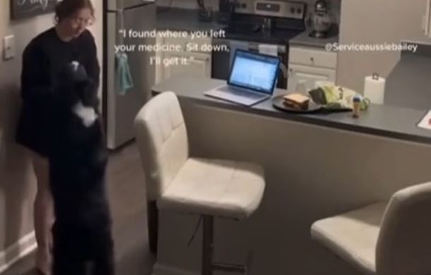 Image shows a service dog alerting its owner of a health issue.