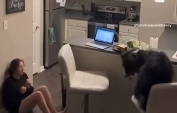 Image shows a service dog getting medication for its owner.