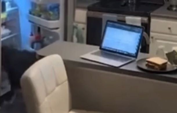 Dog retrieving water from a fridge so its owner can take medications.