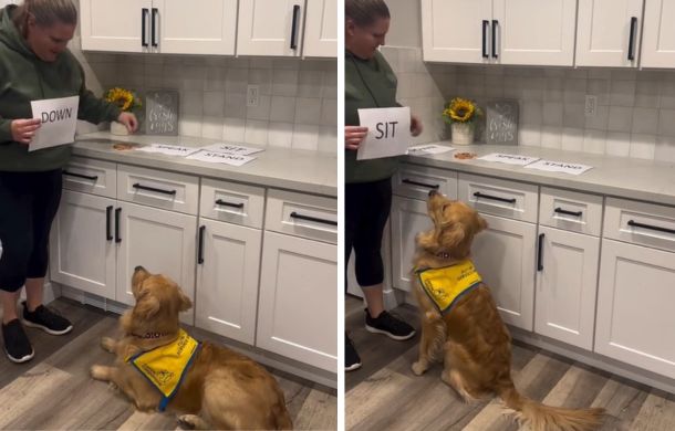 A golden retriever service dog learning to "read" common words. Word recognition is an integral part of their highly specialized training.