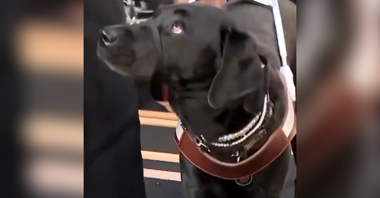 Aria Loberti's dog looks up at her, though we can't see Aria Loberti in this photo. The dog is wearing some pear necklaces.